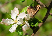Speckled Wood Butterfly (Pararge aegeria) eating on apple tree, Finland, June