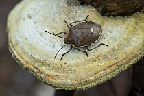 Stink Bug (Chlorochroa pinicola) adult on fungus, Finland, May