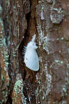 Yellow-tail Moth (Euproctis similis) male resting, Finland, July