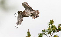 Whimbrel (Numenius phaeopus) adult in flight and calling, Finland, June