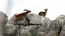 Male Spanish ibex (Capra pyrenaica) displaying to female on mountain side, Torcal de Antequera Nature Reserve, Malaga, Spain, October.