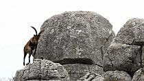Male Spanish ibex (Capra pyrenaica) climbing over rocks, Torcal de Antequera Nature Reserve, Malaga, Spain, October.