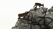 Male Spanish ibex (Capra pyrenaica) displaying to females on mountain side, Torcal de Antequera Nature Reserve, Malaga, Spain, October.