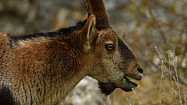 Male Spanish ibex (Capra pyrenaica) eating vegetation, Torcal de Antequera Nature Reserve, Malaga, Spain, October.