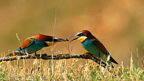 Male European bee eater (Merops apiaster) offering insect to female as part of a courtship display, before mating, Seville, Spain, May.