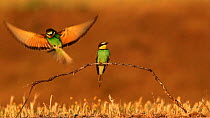 European bee eaters (Merops apiaster) perched and alighting on a branch in a meadow, Seville, Spain, May.