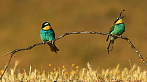 European bee eaters (Merops apiaster) perched and alighting on a branch in a meadow, eating insect prey, Seville, Spain, May.