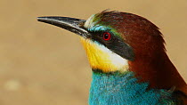 Close-up of a European bee-eater (Merops apiaster) looking around, Seville, Spain, May.