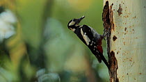 Female Great spotted woodpecker (Dendrocopos major) feeding chick in tree hollow, Seville, Spain, May.