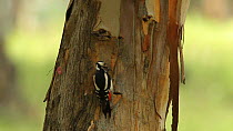 Female Great spotted woodpecker (Dendrocopos major) hunting insects on tree, Seville, Spain, May.