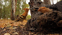 Adult Hoopoe (Upupa epops) feeding insect prey to chick at nest hole, Seville, Spain, May.