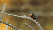 Female Common kingfisher (Alcedo atthis) perched on a branch, preening, Donana National Park, Seville, Spain, October.