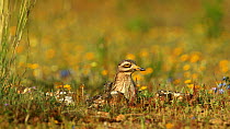 Stone curlew (Burhinus oedicnemus) walking to nest and settling on eggs, Seville, Spain, June.