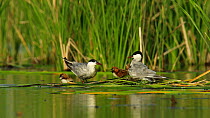 Pair of Whiskered terns (Chlydonias hybrida) at nest with chicks, Donana National Park, Seville, Spain, August.