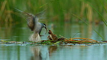 Whiskered tern (Chlydonias hybrida) passing frog prey to a chick at nest, Donana National Park, Seville, Spain, August.