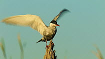 Whiskered tern (Chlidonias hybrida) perched on a tree stump, preening, Donana National Park, Seville, Spain, August.