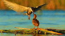 Whiskered tern (Chlydonias hybrida) passing insect prey to a chick at nest, Donana National Park, Seville, Spain, August.