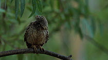 Little owl (Athene noctua) vocalising, responding to other individual's calls and looking around, showing neck rotation, Seville, Spain, July.