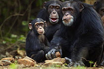 Alpha male Western chimpanzee (Pan troglodytes verus) 'Foaf', aged 30 years, cracking open oil palm nuts on stones, with female 'Fanle', aged 13 years, and infant aged 3 years, Bossou Forest, Mont Nim...