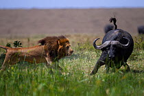 Male lion (Panthera leo) in confrontation with Cape buffalo (Syncerus caffer) Masai Mara National Reserve, Kenya