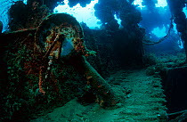 Engine room telegraph on the bridge of the wreck of the tanker 'Shinkoko Maru' Chuuk Lagoon, Federated States of Micronesia.
