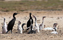 Socotra Cormorant (Phalacrocorax nigrogularis) Adults and fledglings in colony. Saudi Arabia - Arabian Gulf.