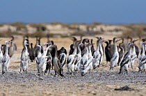 Socotra Cormorant (Phalacrocorax nigrogularis) Fledglings in colony. Saudi Arabia - Arabian Gulf.