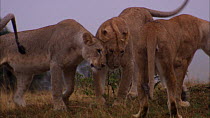 Group of African lionesses (Panthera leo) greeting each other in the rain, Masai Mara NP, Kenya