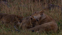 Group of African lion (Panthera leo) cubs running to lioness, greeting and grooming each other, Masai Mara National Park, Kenya.