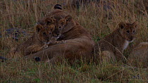African lioness (Panthera leo) with cubs grooming each other, Masai Mara National Park, Kenya.