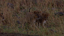 Group of African lion (Panthera leo) cubs greeting and grooming each other in the rain, Masai Mara National Park, Kenya.