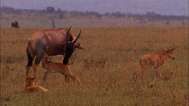 Topi (Damaliscus lunatus) calf suckling from mother, with another calf grooming itself nearby and a third lying down in the grass, Masai Mara, Kenya.