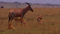 Female Topi (Damaliscus lunatus) and calf scratching and suckling, with another calf grooming itself nearby and a third lying down in the grass, Masai Mara, Kenya.
