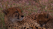Cheetah (Acinonyx jubatus) cub suckling from mother, Masai Mara, Kenya.