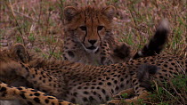Cheetah (Acinonyx jubatus) cub playing with mother's tail, with second cub suckling nearby, Masai Mara, Kenya.