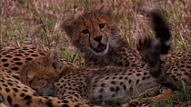 Cheetah (Acinonyx jubatus) cub playing with mother's tail, with second cub suckling nearby, Masai Mara, Kenya.