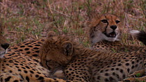 Cheetah (Acinonyx jubatus) cubs yawning and suckling from mother, Masai Mara, Kenya.