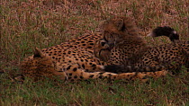 Cheetah (Acinonyx jubatus) cubs playing and suckling from mother, Masai Mara, Kenya.