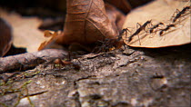 Army ant (Eciton burchelli) trail moving over forest floor, Santa Rosa National Park, Costa Rica.