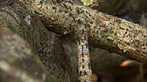 Army ant (Eciton burchelli) trail climbing a tree, Santa Rosa National Park, Costa Rica.