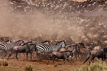 Common or plains zebra (Equus quagga burchelli) and Eastern White-bearded Wildebeest (Connochaetes taurinus) herd crossing the Mara River. Masai Mara National Reserve, Kenya, July