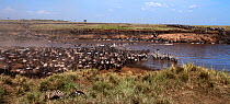 Common or plains zebra (Equus quagga burchelli) and Eastern White-bearded Wildebeest (Connochaetes taurinus) mixed herd crossing the Mara River. Masai Mara National Reserve, Kenya, July