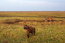 Spotted hyena (Crocuta crocuta) clan at the den. Masai Mara National Reserve, Kenya, July