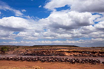 Common or plains zebra (Equus quagga burchelli) and Eastern White-bearded Wildebeest (Connochaetes taurinus) mixed herd crossing the Mara River. Masai Mara National Reserve, Kenya. August