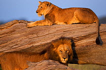 Lioness (Panthera leo) resting on a fallen tree with a courting male. Masai Mara National Reserve, Kenya, July