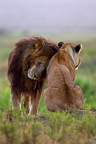 Lion (Panthera leo) male nuzzling lioness, Masai Mara National Reserve, Kenya, July