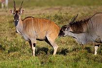 Eland male (Taurotragus oryx) smelling females urine to establish if she is in oestrus. Masai Mara National Reserve, Kenya, July