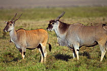 Eland (Taurotragus oryx) male checking if female is in oestrus. Masai Mara National Reserve, Kenya, July