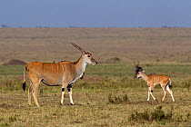 Eland (Taurotragus oryx) female and calf. Masai Mara National Reserve, Kenya, July