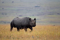 Black rhinoceros (Diceros bicornis) walking. Masai Mara National Reserve, Kenya, July